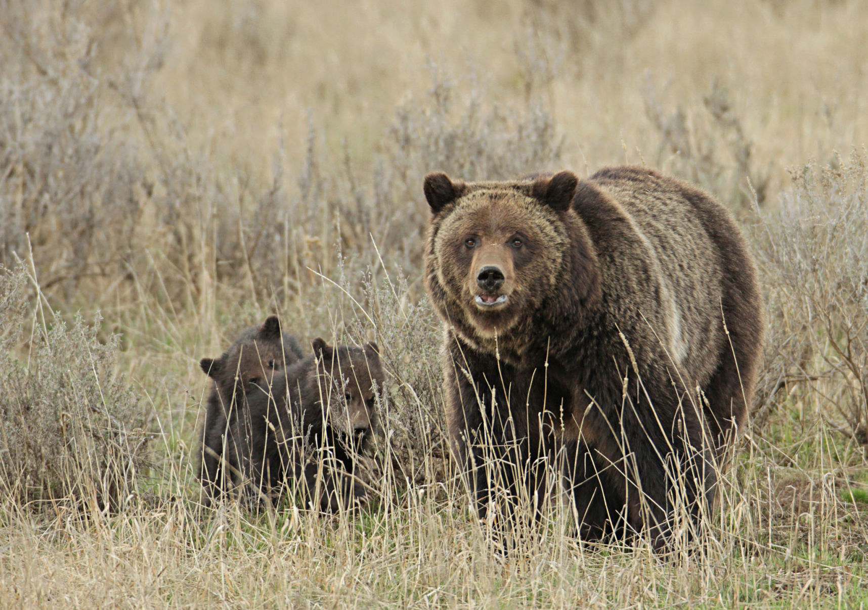 Grizzly sow and cubs near Fishing Bridge